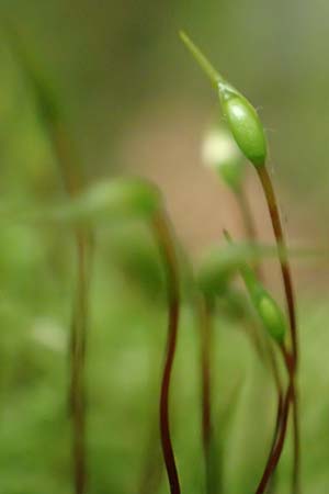 Rhynchostegium confertum \ Unscheinbares Schnabeldeckel-Moos / Clustered Feather-Moss, D Obernburg am Main 15.10.2016