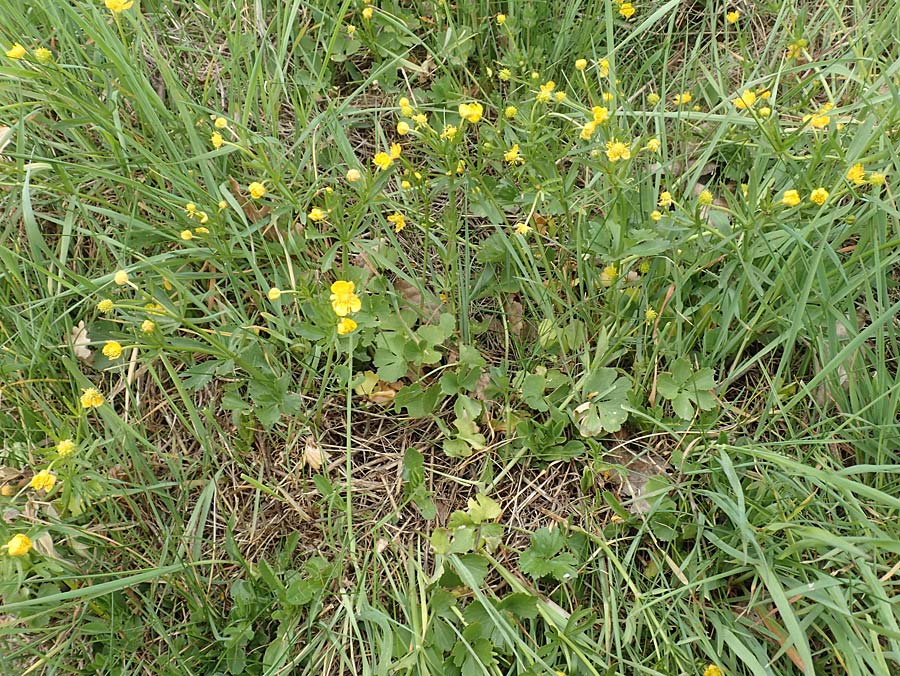 Ranunculus compositus \ Zusammengesetzter Gold-Hahnenfu� / Compound Goldilocks, D Pr&uuml;m-Fleringen 22.4.2017