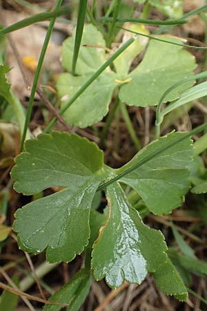 Ranunculus compositus \ Zusammengesetzter Gold-Hahnenfu� / Compound Goldilocks, D Pr&uuml;m-Fleringen 22.4.2017