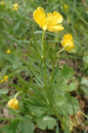 Ranunculus compositus \ Zusammengesetzter Gold-Hahnenfu� / Compound Goldilocks, D Pr&uuml;m-Fleringen 22.4.2017