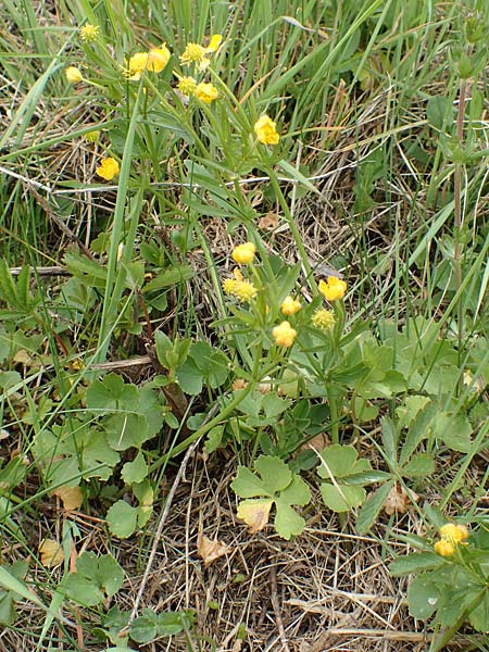 Ranunculus compositus \ Zusammengesetzter Gold-Hahnenfu� / Compound Goldilocks, D Pr&uuml;m-Fleringen 22.4.2017