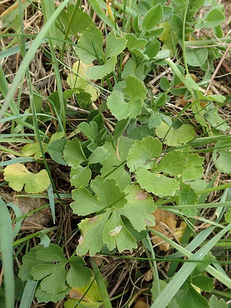 Ranunculus compositus \ Zusammengesetzter Gold-Hahnenfu� / Compound Goldilocks, D Pr&uuml;m-Fleringen 22.4.2017