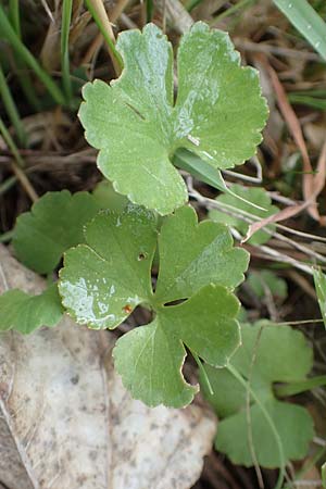 Ranunculus compositus \ Zusammengesetzter Gold-Hahnenfu� / Compound Goldilocks, D Pr&uuml;m-Fleringen 22.4.2017