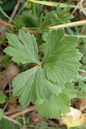 Ranunculus compositus \ Zusammengesetzter Gold-Hahnenfu� / Compound Goldilocks, D Pr&uuml;m-Fleringen 22.4.2017