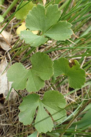 Ranunculus compositus \ Zusammengesetzter Gold-Hahnenfu� / Compound Goldilocks, D Pr&uuml;m-Fleringen 22.4.2017