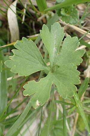 Ranunculus compositus \ Zusammengesetzter Gold-Hahnenfu� / Compound Goldilocks, D Pr&uuml;m-Fleringen 22.4.2017
