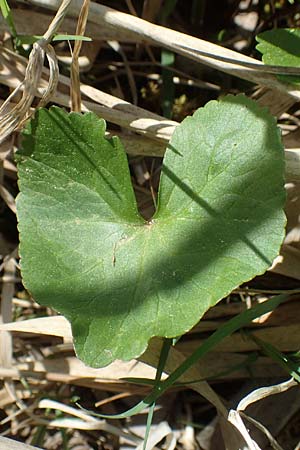 Ranunculus cassubicifolius \ Falscher Kaschuben-Gold-Hahnenfu� / Kashube-Leaved Goldilocks, D Konstanz 24.4.2018