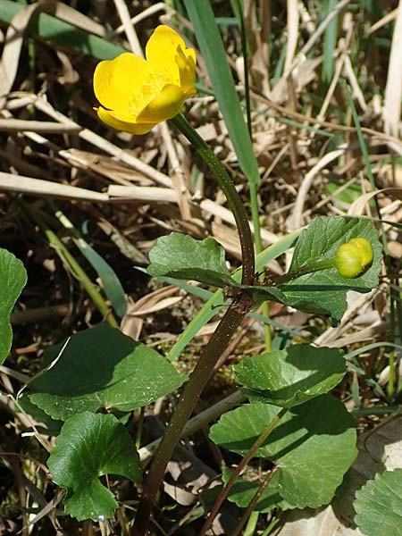 Ranunculus cassubicifolius \ Falscher Kaschuben-Gold-Hahnenfu� / Kashube-Leaved Goldilocks, D Konstanz 24.4.2018