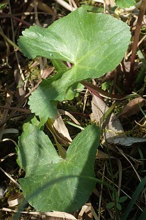 Ranunculus cassubicifolius \ Falscher Kaschuben-Gold-Hahnenfu� / Kashube-Leaved Goldilocks, D Konstanz 24.4.2018