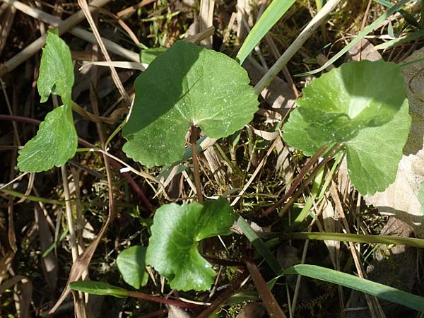 Ranunculus cassubicifolius \ Falscher Kaschuben-Gold-Hahnenfu� / Kashube-Leaved Goldilocks, D Konstanz 24.4.2018