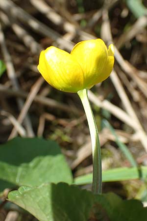Ranunculus cassubicifolius \ Falscher Kaschuben-Gold-Hahnenfu� / Kashube-Leaved Goldilocks, D Konstanz 24.4.2018