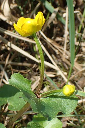 Ranunculus cassubicifolius \ Falscher Kaschuben-Gold-Hahnenfu� / Kashube-Leaved Goldilocks, D Konstanz 24.4.2018