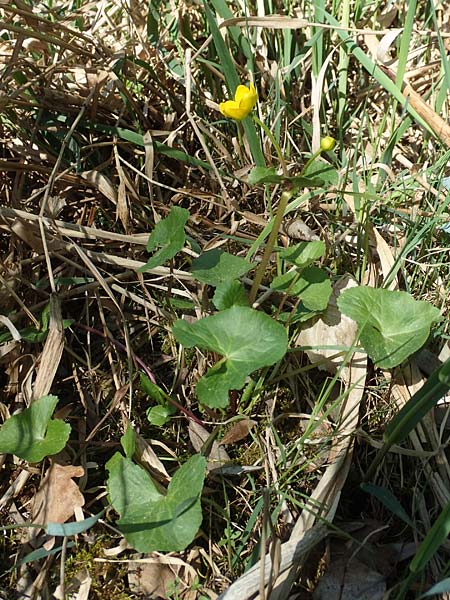 Ranunculus cassubicifolius \ Falscher Kaschuben-Gold-Hahnenfu� / Kashube-Leaved Goldilocks, D Konstanz 24.4.2018