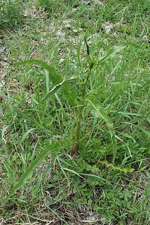 Rumex crispus \ Krauser Ampfer / Curled Dock, D Biebesheim 12.5.2018