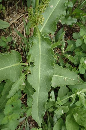 Rumex cristatus \ Griechischer Ampfer, Kammf&ouml;rmiger Ampfer / Greek Dock, D W&uuml;rzburg 17.5.2018