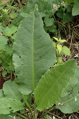 Rumex cristatus \ Griechischer Ampfer, Kammf&ouml;rmiger Ampfer / Greek Dock, D W&uuml;rzburg 17.5.2018
