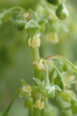 Rumex cristatus \ Griechischer Ampfer, Kammf&ouml;rmiger Ampfer / Greek Dock, D W&uuml;rzburg 17.5.2018