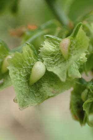 Rumex cristatus \ Griechischer Ampfer, Kammf&ouml;rmiger Ampfer / Greek Dock, D W&uuml;rzburg 17.5.2018