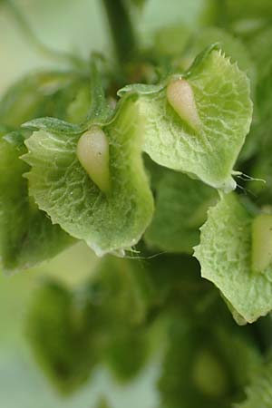 Rumex cristatus \ Griechischer Ampfer, Kammf&ouml;rmiger Ampfer / Greek Dock, D W&uuml;rzburg 17.5.2018