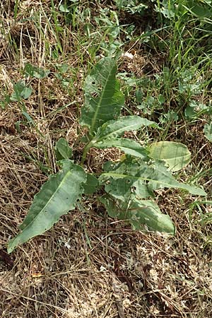 Rumex cristatus \ Griechischer Ampfer, Kammf&ouml;rmiger Ampfer / Greek Dock, D W&uuml;rzburg 17.5.2018