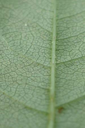 Rosa canina \ Hunds-Rose / Dog Rose, Wild Briar, D Mannheim 18.5.2018