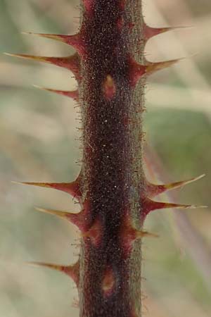 Rubus cuspidatoides \ Cuspidatus-&Auml;hnliche Haselblatt-Brombeere / Cuspidatus-Like Bramble, D Odenwald, F&uuml;rth 5.7.2018
