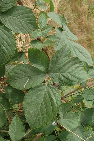Rubus cuspidatoides \ Cuspidatus-&Auml;hnliche Haselblatt-Brombeere / Cuspidatus-Like Bramble, D Odenwald, F&uuml;rth 5.7.2018