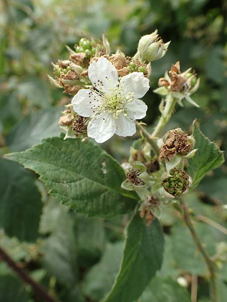 Rubus cuspidatoides \ Cuspidatus-&Auml;hnliche Haselblatt-Brombeere / Cuspidatus-Like Bramble, D Odenwald, F&uuml;rth 5.7.2018