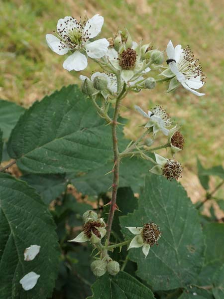 Rubus cuspidatoides \ Cuspidatus-&Auml;hnliche Haselblatt-Brombeere / Cuspidatus-Like Bramble, D Odenwald, F&uuml;rth 5.7.2018