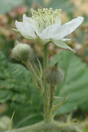 Rubus cuspidatoides \ Cuspidatus-&Auml;hnliche Haselblatt-Brombeere / Cuspidatus-Like Bramble, D Odenwald, F&uuml;rth 5.7.2018