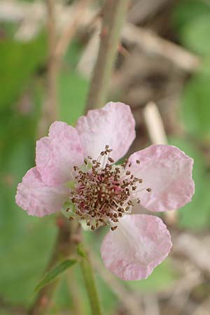 Rubus conspicuus \ Ansehnliche Brombeere / Bonny Bramble, D Odenwald, M&ouml;rlenbach 5.7.2018