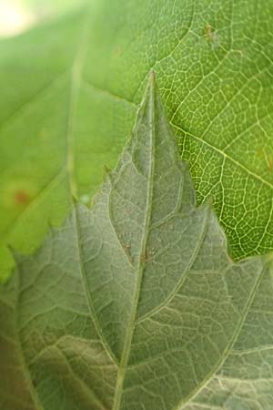 Rubus conspicuus \ Ansehnliche Brombeere / Bonny Bramble, D Odenwald, M&ouml;rlenbach 5.7.2018
