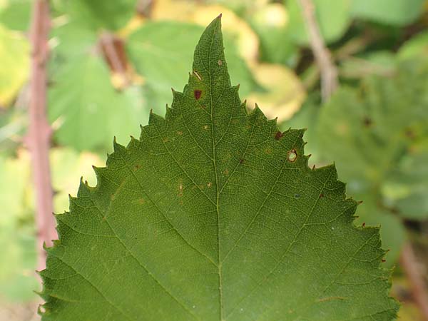 Rubus conspicuus \ Ansehnliche Brombeere / Bonny Bramble, D Odenwald, M&ouml;rlenbach 5.7.2018
