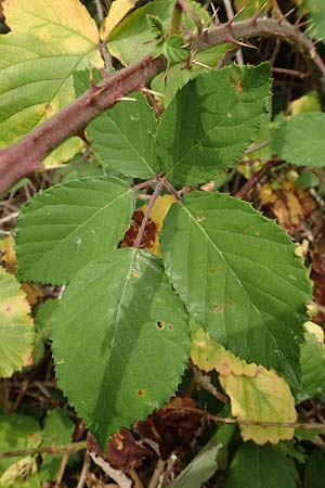 Rubus conspicuus \ Ansehnliche Brombeere / Bonny Bramble, D Odenwald, M&ouml;rlenbach 5.7.2018