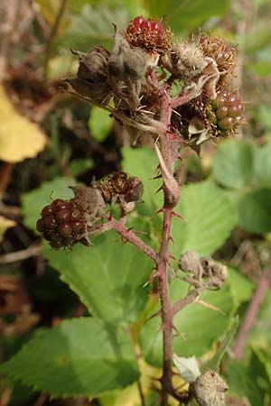 Rubus conspicuus \ Ansehnliche Brombeere / Bonny Bramble, D Odenwald, M&ouml;rlenbach 5.7.2018