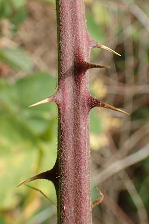 Rubus conspicuus \ Ansehnliche Brombeere / Bonny Bramble, D Odenwald, M&ouml;rlenbach 5.7.2018