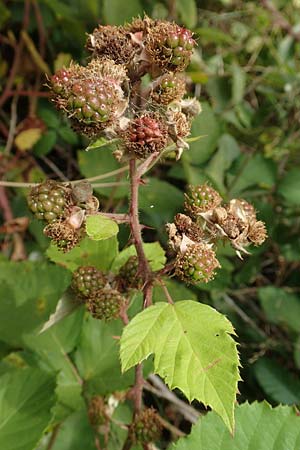 Rubus conspicuus \ Ansehnliche Brombeere / Bonny Bramble, D Odenwald, M&ouml;rlenbach 5.7.2018