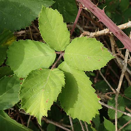 Rubus conspicuus \ Ansehnliche Brombeere / Bonny Bramble, D Odenwald, M&ouml;rlenbach 5.7.2018