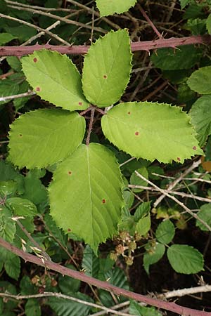 Rubus conspicuus \ Ansehnliche Brombeere / Bonny Bramble, D Odenwald, M&ouml;rlenbach 5.7.2018