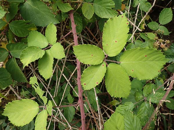 Rubus conspicuus \ Ansehnliche Brombeere / Bonny Bramble, D Odenwald, M&ouml;rlenbach 5.7.2018