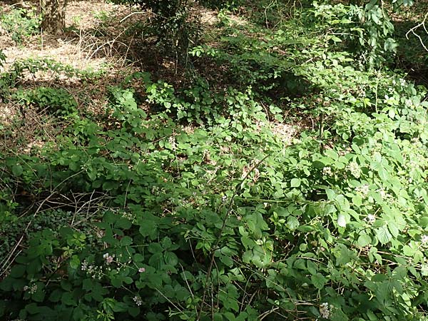Rubus conspicuus \ Ansehnliche Brombeere / Bonny Bramble, D Rosbach 22.6.2019