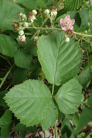 Rubus conspicuus \ Ansehnliche Brombeere / Bonny Bramble, D Rosbach 22.6.2019
