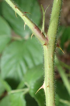 Rubus conspicuus \ Ansehnliche Brombeere / Bonny Bramble, D Rosbach 22.6.2019