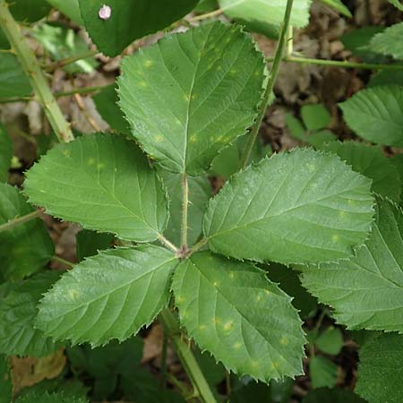 Rubus conspicuus \ Ansehnliche Brombeere / Bonny Bramble, D Rosbach 22.6.2019