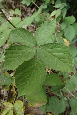 Rubus spec1 ? \ Brombeere / Bramble, D Herne 27.7.2019