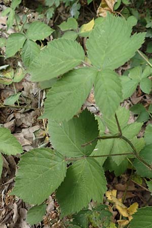 Rubus spec1 ? \ Brombeere / Bramble, D Herne 27.7.2019