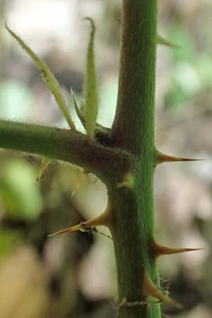 Rubus spec1 ? \ Brombeere / Bramble, D Herne 27.7.2019
