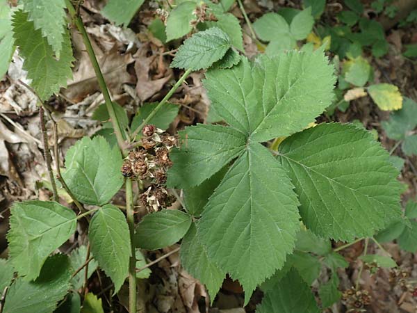 Rubus spec1 ? \ Brombeere / Bramble, D Herne 27.7.2019