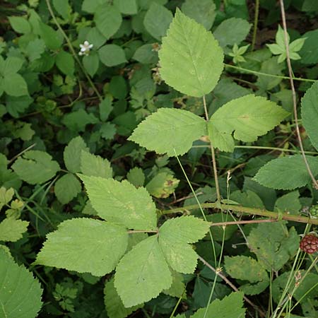 Rubus cuspidatus ? \ Zugespitzte Haselblatt-Brombeere / Cuspidate Bramble, D Hofgeismar 28.7.2019