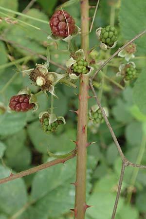 Rubus cuspidatus ? \ Zugespitzte Haselblatt-Brombeere / Cuspidate Bramble, D Hofgeismar 28.7.2019